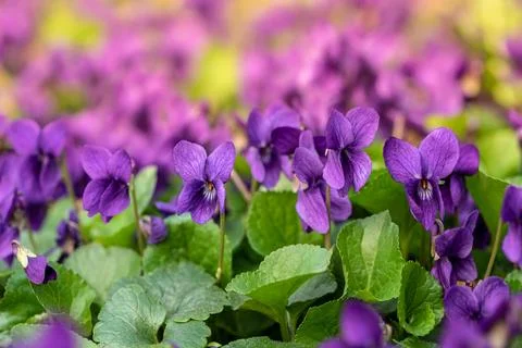 Violets in spring Stock Photos