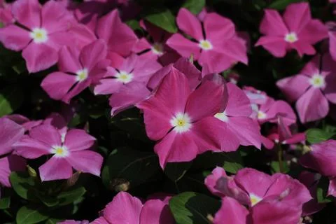 Violets in the Sun Stock Photos