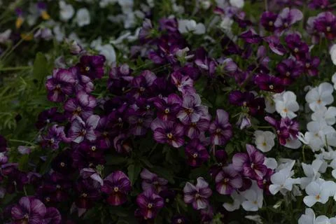 Violets (Universitetet) Stock Photos