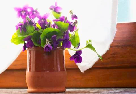 Violets in a vase Stock Photos