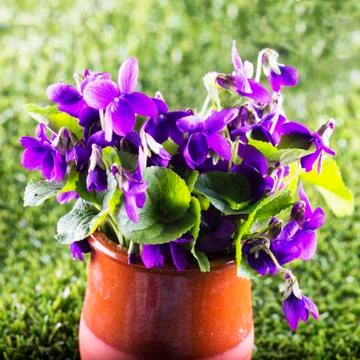 Violets in a vase Stock Photos