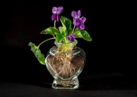 Violets  in a vase Stock Photos