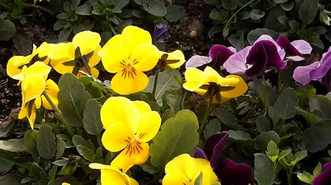 Violets in the Wind -1 Stock Footage 34355448