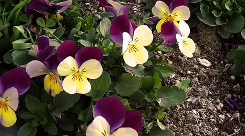 Violets in the Wind -2 Stock Footage 34355597