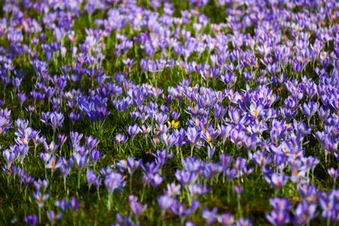 Violett crocus field in spring Stock Photos