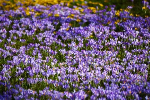 Violett crocus field in spring Stock Photos
