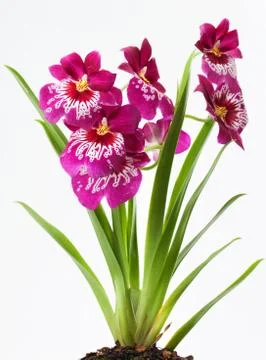 Violett orchids Stock Photos
