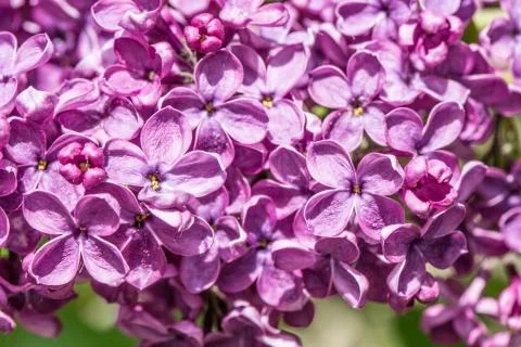 Violette Fliederblte Stock Photos