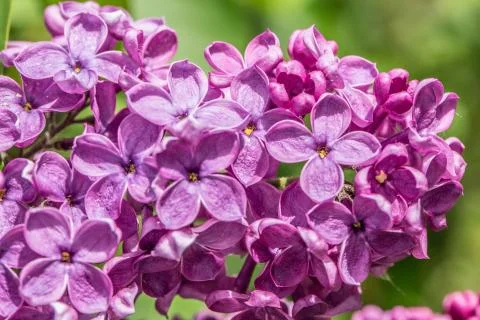 Violette Fliederblte Stock Photos