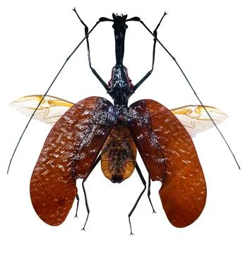 Violin beetle Mormolyce phyllodes isolated showing distinct features and st.. Photos