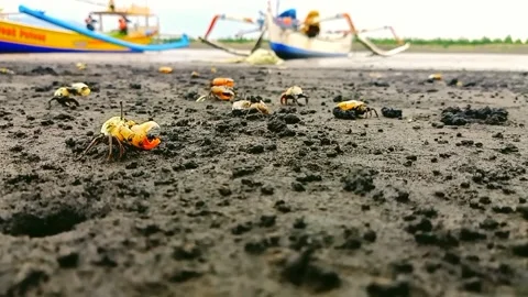The Violin Crab ( Uca sp) Stock Footage 265822515