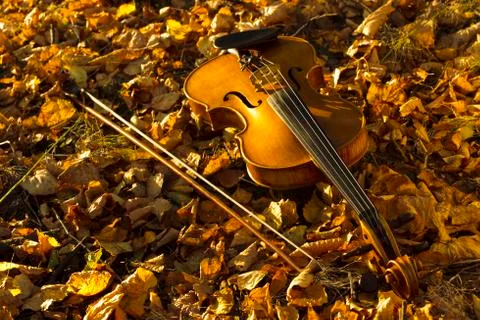 Violin lying on the fallen leaves Stock Photos