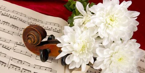 The violin Stock Photos