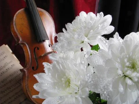 The violin Stock Photos