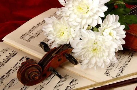 The violin Stock Photos