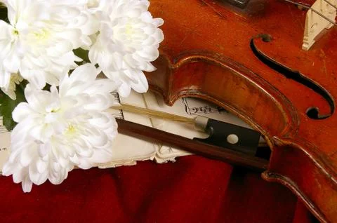 The violin Stock Photos