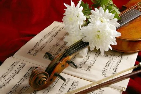 The violin Stock Photos