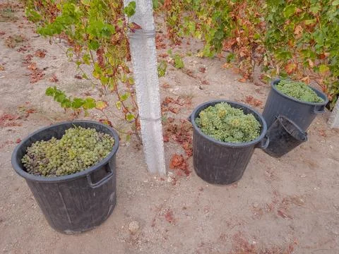 Viosinho Grape Harvest in Young Vineyards of Portugal Stock Photos