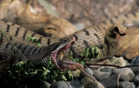 Viper aspis, viper, predation of a mouse, poisonous animals, Stock Photos