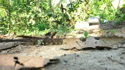 A viper bothrops asper with a brown coloration slowly sliding by the camera Stock Footage