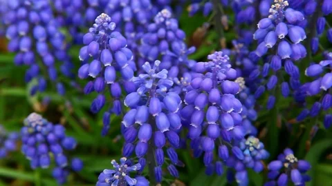 Viper bow flower macro background nobody hd footage Stock Footage 107865116