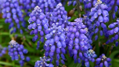 Viper bow flower macro background nobody hd footage Stock Footage 107865117