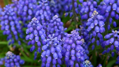 Viper bow flower macro background nobody hd footage Stock Footage 107866449