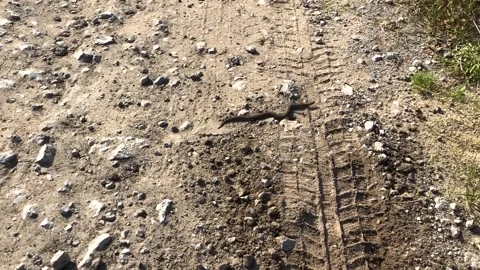 Viper close-up. Steppe viper in an aggressive pose. snake in an attacking pose Video stock 197185775