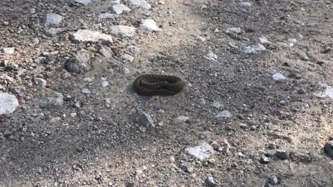 Viper close-up. Steppe viper in an aggressive pose. snake in an attacking pose Stock Footage 197185809