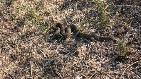 Viper close-up. Steppe viper in an aggressive pose. snake in an attacking pose Stock Footage 197547224
