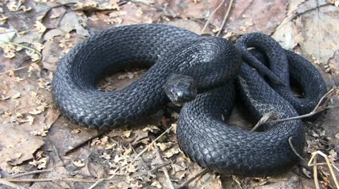 Viper Stock Footage 18189550