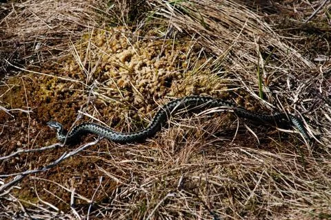 Viper in the grass Stock Photos