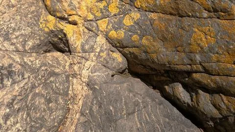 Viper is lying on a stone surface Stock Photos