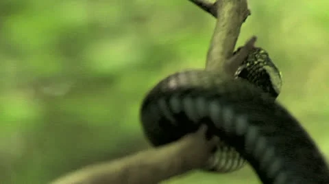 Viper in nature Stock Footage 22605422