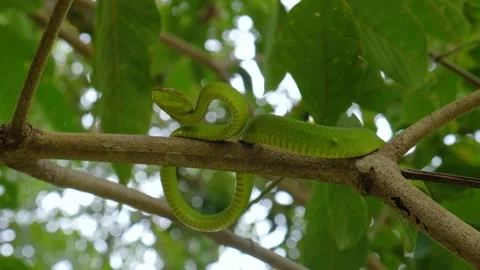 Viper snake in the branch of trees Stock Footage 157970050