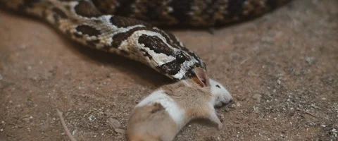 Viper snake feeding on a nearly dead, poisoned mouse. Stock Footage 129107739