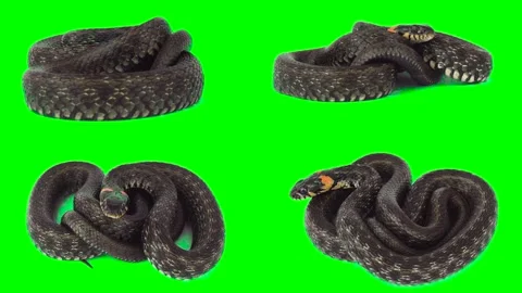 Viper snake isolated on green background chroma key screen Stock Footage 331813420