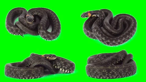 Viper snake isolated on green background chroma key screen Stock Footage 331813493