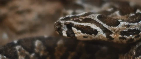 Viper snake looking to the side. Stock Footage 129103298