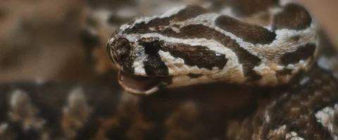 Viper snake looking to the side with opened mouth. Stock Footage 129103420