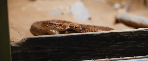 Viper snake lying on the ground, behind piece of wood, preparing to attack. Stock Footage 129102400