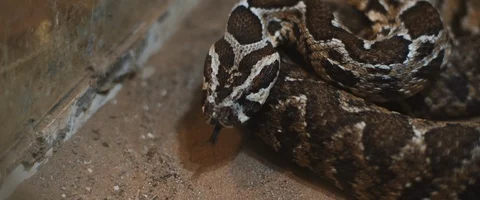 Viper snake lying on the ground near the dead mouse, waiting to feed. Stock Footage 129105028