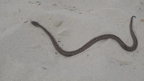 A viper snake moves in the sand Stock Footage 97384057