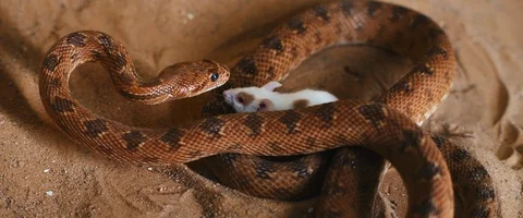 Viper snake preparing to attack a small curious white mouse. Video stock 129102305