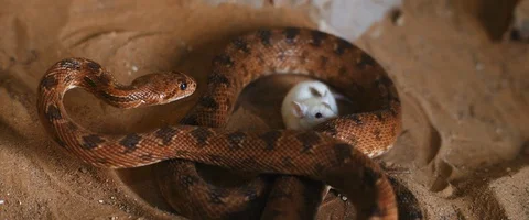 Viper snake preparing to attack a small white mouse. Video stock 129102342