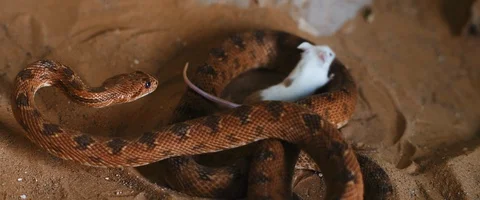 Viper snake preparing to attack a small white mouse. Video stock 129102354