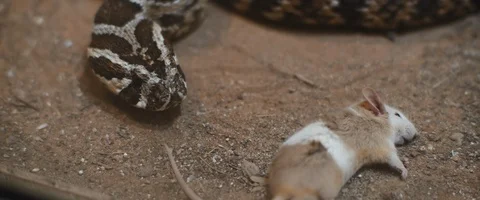 Viper snake preparing to feed on a nearly dead, poisoned mouse. Stock Footage 129105930