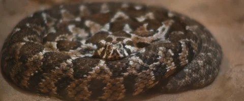 Viper snake striking and biting a mouse, poisoning it with venom. Stock Footage 129106183