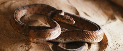 Viper snake taking out its tongue while lying in the sand. Stock Footage 129102017