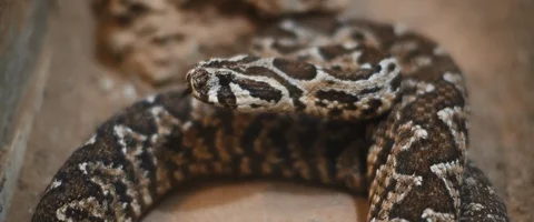 Viper snake taking out its tongue, looking to the side. Stock Footage 129103678